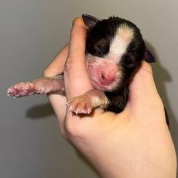 RTF 1 - Red tri-color female Australian Shepherd puppy in Anniston, Alabama from All Hale Aussies