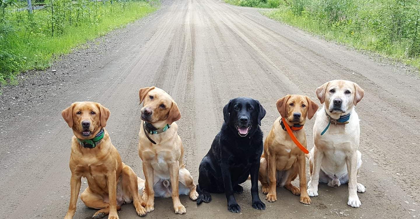 Last Frontier Labradors in Alaska Labrador Retriever puppies Good Dog