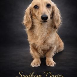 Bannon - Dachshund