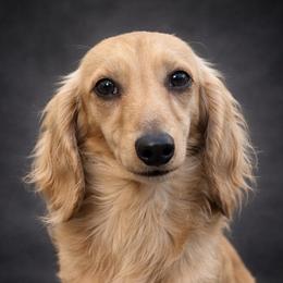 Bannon - Dachshund