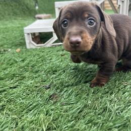 Chocolate and Tan Boy - Chocolate and tan male Dachshund puppy in Newark, Ohio from Freyja’s Legacy Dachshunds