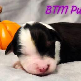 Boy 3 - Black tri-color male Australian Shepherd puppy in Palm Coast, Florida from Calypso Chow Chows and Australian Shepherds