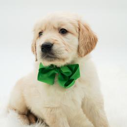 Sprite - Light golden male Golden Retriever puppy in Elmwood Park, Illinois from Goldens&MiniAussiesWithFinesse