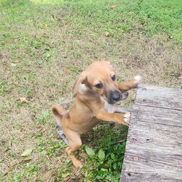 Xoloitzcuintli puppies from Faulkner Pups