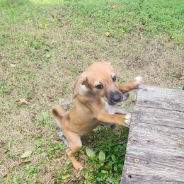 Xoloitzcuintli puppies from Faulkner Pups