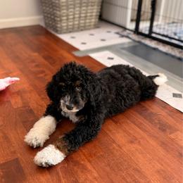 Atlas - Black and white male Bernedoodle puppy in Cold Spring, Minnesota from A.N.A. Doodles