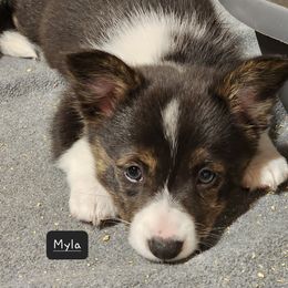 American Corgi Puppies from Wigglebutts American Corgis