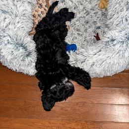 Cavapoo, Cockapoo, Goldendoodle, and Maltipoo Puppies from Perdue Puppies