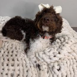 Labradoodle All Grown Up from Maple Bakin’ Doodles