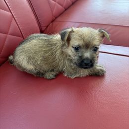 Cairn Terrier Puppies from Shining Waters Farm
