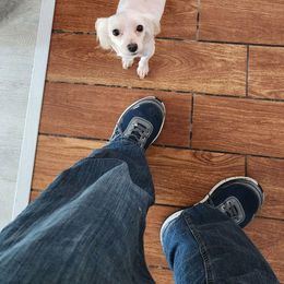 Princess - Maltese