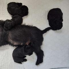 Adventure - Affenpinscher