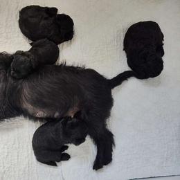 Adventure - Affenpinscher
