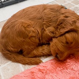 Irish Doodle Puppies from Foxrun Litters