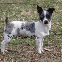 Pepper - Teddy Roosevelt Terrier