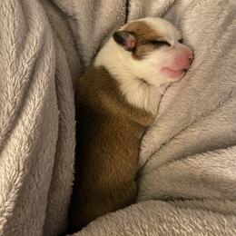 Pembroke Welsh Corgi Puppies from Annwyl McCorgis