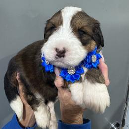Dark Blue - Tri-color male Bernedoodle puppy in Petersburg, Michigan from Brittany’s Mini Bernedoodles