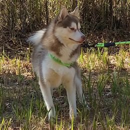 Thunder  - Pomsky