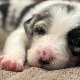Border Collies from The Wood Farm