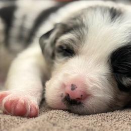 Border Collies from The Wood Farm