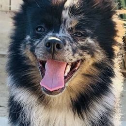 Pomeranians from Perezboyzkennelz