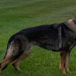 German Shepherds from Delaney Working Dogs