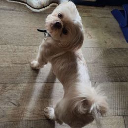 Milo - Shih Tzu