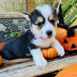 American Corgi and Pembroke Welsh Corgi Puppies from Cascadian Space Coast Corgis LLC