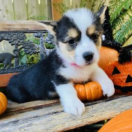 American Corgi and Pembroke Welsh Corgi Puppies from Cascadian Space Coast Corgis LLC