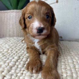 Apple - Red  female Goldendoodle puppy in Ottawa, Ohio from Simply Beautiful Goldendoodles