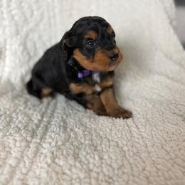 Summer - Tri-color female Bernedoodle puppy in Loxahatchee, Florida from SR. Doodle pupps