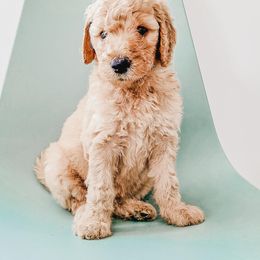 Goldendoodle, Labradoodle, and Poodle Puppies from Noble Friend Breeders LLC
