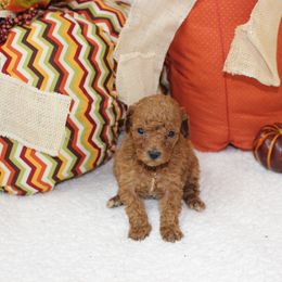 Ginger - Apricot female Poodle puppy in Stokesdale, North Carolina from His and Hers Poodles and Doodles