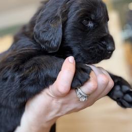 Heidi - Black female Newfoundland puppy in Brandenburg, Kentucky from Bluegrass River Newfoundlands
