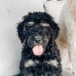 Goldendoodle Puppies from AZ Desert Doodles