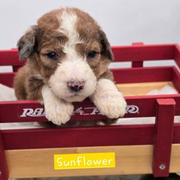 Sunflower - Sable female Bernedoodle puppy in Neillsville, Wisconsin from Granton Creek