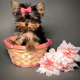 Pomeranian and Yorkshire Terrier Puppies from BC Breeders Association