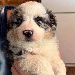 Waylon - Blue merle male Miniature Australian Shepherd puppy in Oroville, California from Puppy Love Ranch Mini Aussies