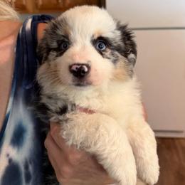 Waylon - Blue merle male Miniature Australian Shepherd puppy in Oroville, California from Puppy Love Ranch Mini Aussies