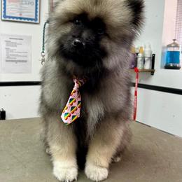 Boy 3 - Black and silver male Keeshond puppy in Fayetteville, Tennessee from Erbekees-Keeshonden