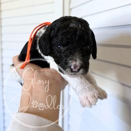 Orange - Tri-color female Bernedoodle puppy in Rockwall, Texas from Glory Doodles