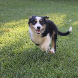 Puppy 1 - Black tri-color male Australian Shepherd puppy in Escondido, California from Hillside Aussies