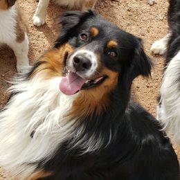 Luke - Australian Shepherd