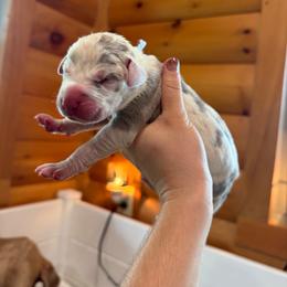 Franklin - Harlequin male Great Dane puppy in Corsica, Pennsylvania from Ferguson Family Danes LLC