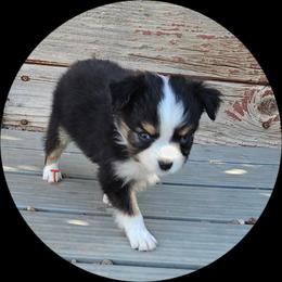 Taylor - Black tri female Toy Australian Shepherd puppy in Snowflake, Arizona from Halfpint Aussies