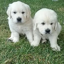 Golden Retriever Puppies from Trusted Valley Retrievers