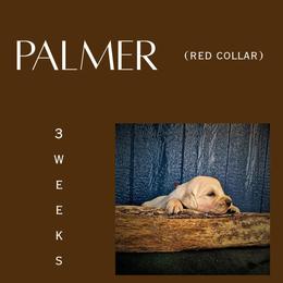 Palmer - Light golden male Golden Retriever puppy in El Campo, Texas from Starlight Goldens