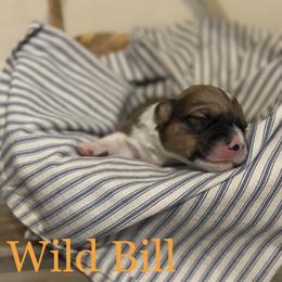 Wild Bill - Sable male Pembroke Welsh Corgi puppy in Huntington, Texas from Flower Hill Farm