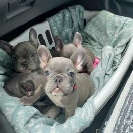 French Bulldog Puppies from Legends Frenchton's and French Bulldogs