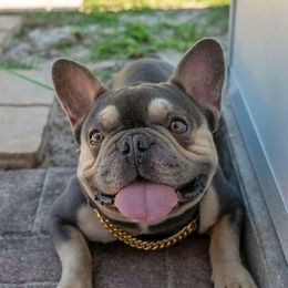 French Bulldogs from Claire Fowler's French Bulldogs